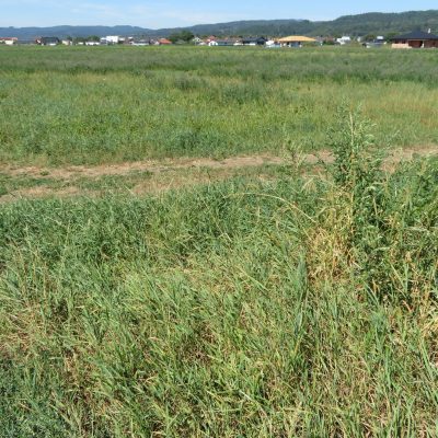red-inz-img-2241498-1